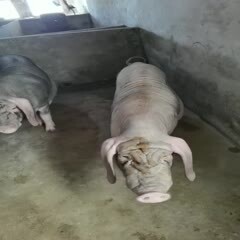 灌南县黑猪  带孕太湖母猪，扎头多，奶水分泌好，母性强