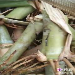 合浦县甜象草种子  出售甜象草种节