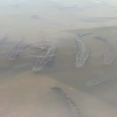 白乌鱼  池塘养殖两年黑鱼