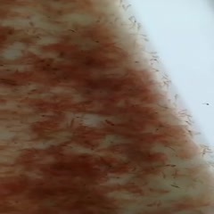 红线虫红虫水蚯蚓红丝虫卤虫（喂鱼喂虾）（一箱40斤一斤3块）