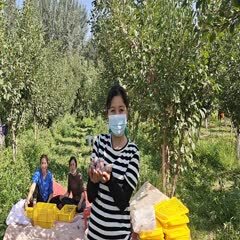 乌鲁木齐新疆伽师县法兰西西梅