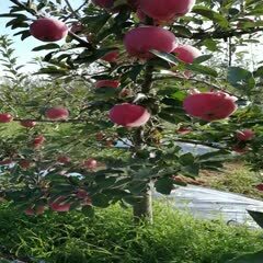 三门峡红星苹果 又是一年丰收季，果农心里笑开颜！