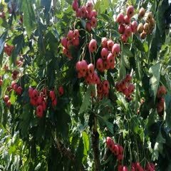 优质甜红子山楂，果园直采，物流配送直达