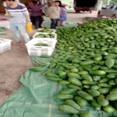 屏边县 长期供应红心木瓜