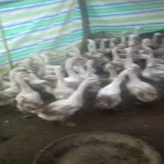 兴义市 白鹅，四个半月，300只，大的6斤多，小的4斤左右