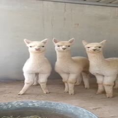 嘉祥县苏利羊驼 羊鸵，性格温顺，适应于观赏展览