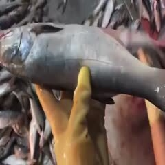 惠来县 深海午鱼打包冷链运输。先咨询。