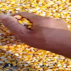 干玉米 大量出售玉米粒