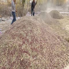 莎车县新疆仁用酸枣，野生种植干酸枣