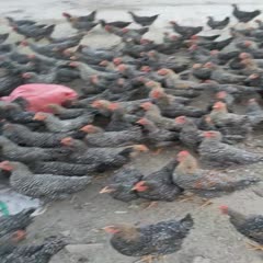 嘉峪关市 芦花鸡 散养 重量7-8斤 吃苞谷苜蓿成年鸡，肉质细腻