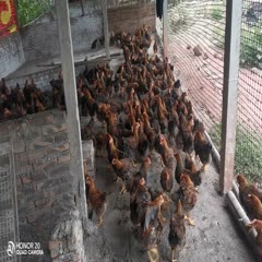 广州阉鸡 1-2斤 活体发货 公鸡