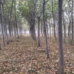 鄢陵县速生白蜡树，树形饱满，自家种植，价格便宜，带土球发货！