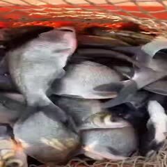 沭阳县鳊鱼 鲳鱼