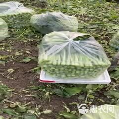 【推】上海菜苔菜心，食堂伙房学校工厂超市市场，一手货源，对接