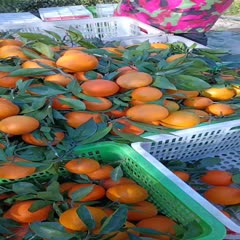 秭归县圆虹脐橙 长红，九月红，纽荷尔，产地直供，橙子已经在涨价，现在正是时机
