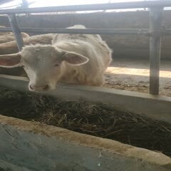 夏洛莱牛 300-500斤 公母混合 牛犊 4-5月龄
