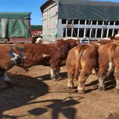  全是精品，西门塔尔牛全部是小公牛，小母牛500多斤，价格实在