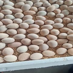 嘉祥縣 鷓鴣蛋，種蛋，商品蛋，營養豐富，老少皆宜