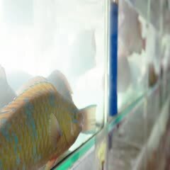 琼海市黄衣鱼-冷冻黄衣鱼批发-西沙黄衣鱼供应-三沙珊瑚礁鱼批发