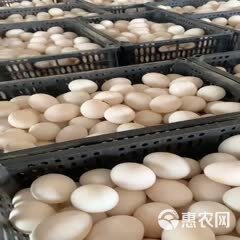 网红盒蛋，雁鹅蛋散养小鹅蛋大量有货10枚装保质保量，每天现装
