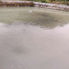 马山县长寿鱼 流动泉水