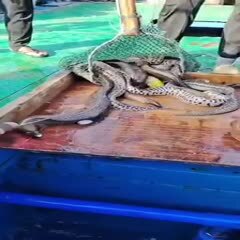 琼海市南海西沙海鳗鱼-本港活捕海鳗鱼-鱼