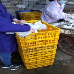 连平县长期批发冰鲜乳鸽，活体现抓现杀新鲜乳鸽。