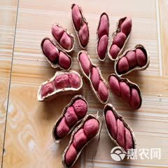 奶糖水果花生 农科院改良 精选原种子米 京东包邮5斤包邮