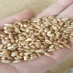 洋县冬小麦生长期八个月坡地白麦也有红麦容重730-750