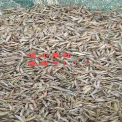 泗洪县贼漂亮的小草虾！！！