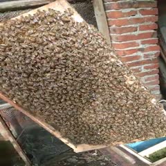 中华蜜蜂  活框养殖