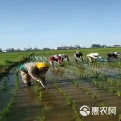 2023新米上市批发五常稻花香2号鸭田稻大米晚稻产地直发包邮