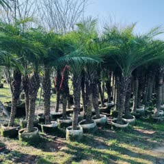 漳州棕榈树 美丽针葵基地种植