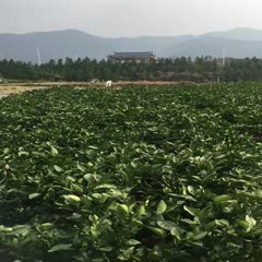 闽侯县 纽荷尔脐橙苗现在种植的最好时机