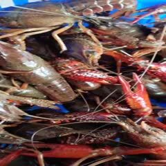 洪湖清水小龙虾原产地，2－9青虾肉质饱满口感优！包直达运费