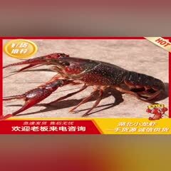公安县公安县小龙虾，底板干净肉质佳。需要的朋友看过来