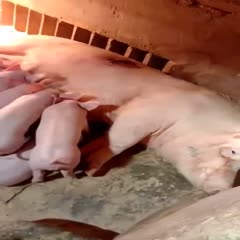 灌南县长白母猪，扎头多，母性强，二年产五窝