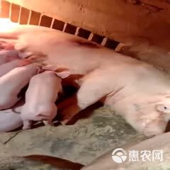 长白母猪，扎头多，母性强，二年产五窝