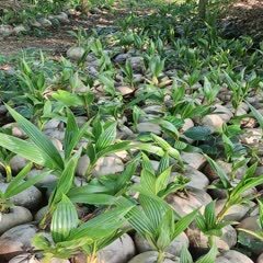 海口椰子苗 各种椰子苗 青椰苗 香水椰.甜水椰.金椰等等 M种