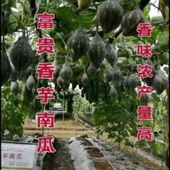 广州香味浓 大果 富贵香芋南瓜种子  口感粉糯 品质优良