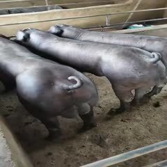 连云港新美系黑杜洛克种公猪，黑杜洛克种母猪。黑杜公猪，黑杜母猪！