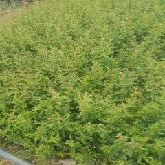 宜良县火棘盆栽 小袋火把果，高20以上。量多苗好，价格实惠，有需要