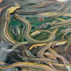 洪湖市黄鳝￼ 黄鳝鱼通货自然生长