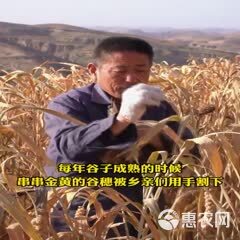 黄小米  23年山西沁州黄小米农户直发礼品袋装粘稠米油厚
