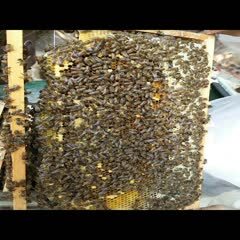大量批发自家养蜂的蜂蜜