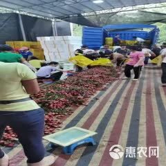 广东，白糖罂荔枝，一手货源产地直供，平台，市场，供应链