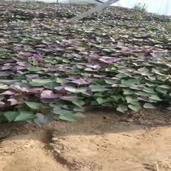 固安县原种脱毒种薯苗～西瓜红红薯苗热售中，预购从速