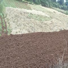 秀山秀山230亩红沙种植用地300一亩，道路到土地，水源有进水灌