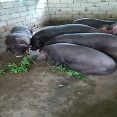 普宁市自家养殖黑土猪，纯绿色无饲料喂养。