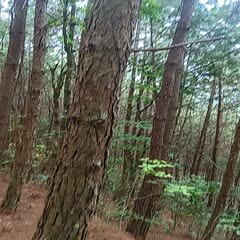 江城县松木原木，规格：直径6公分至60公分，2米至10米